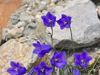 Campanula scheuchzeri 19, Saxifraga-Harry Jans