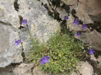 Campanula scheuchzeri 20, Saxifraga-Willem van Kruijsbergen