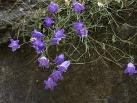 Campanula scheuchzeri 21, Saxifraga-Willem van Kruijsbergen