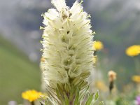 Campanula thyrsoides 40, Saxifraga-Luuk Vermeer