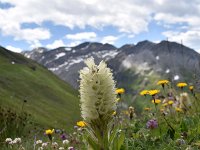 Campanula thyrsoides 41, Saxifraga-Luuk Vermeer