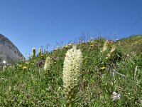 Campanula thyrsoides 47, Saxifraga-Luuk Vermeer