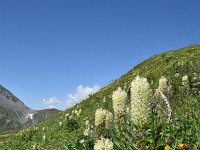 Campanula thyrsoides 48, Saxifraga-Luuk Vermeer