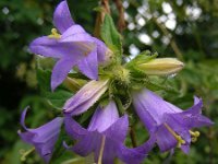 Campanula trachelium 31, Ruig klokje, Saxifraga-Ed Stikvoort : jura2010