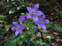 Campanula trachelium 35, Ruig klokje, Saxifraga-Ed Stikvoort