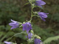 Campanula trachelium 40, Ruig klokje, Saxifraga-Willem van Kruijsbergen