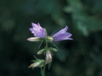 Campanula trachelium 45, Ruig klokje, Saxifraga-Jan van der Straaten