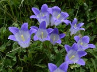 Campanula tridentata 5, Saxifraga-Ed Stikvoort