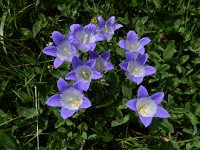 Campanula tridentata 7, Saxifraga-Ed Stikvoort