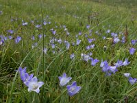 Campanula tridentata 8, Saxifraga-Ed Stikvoort