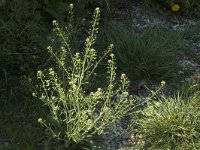 Capsella bursa-pastoris 1, Herderstasje, Saxifraga-Jan van der Straaten