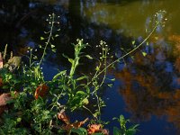 Capsella bursa-pastoris 10, Herderstasje, Saxifraga-Ed Stikvoort