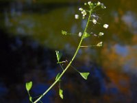 Capsella bursa-pastoris 11, Herderstasje, Saxifraga-Ed Stikvoort