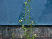 Capsella bursa-pastoris 12, Herderstasje, Saxifraga-Ed Stikvoort