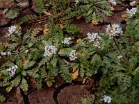 Capsella bursa-pastoris 13, Herderstasje, Saxifraga-Ed Stikvoort