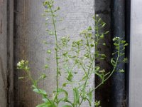 Capsella bursa-pastoris 14, Herderstasje, Saxifraga-Ed Stikvoort