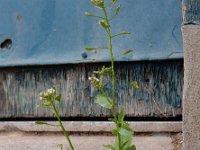 Capsella bursa-pastoris 15, Herderstasje, Saxifraga-Ed Stikvoort