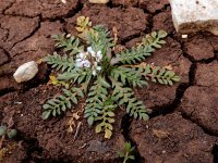 Capsella bursa-pastoris 16, Herderstasje, Saxifraga-Ed Stikvoort