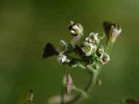 Capsella bursa-pastoris 2, Herderstasje, Saxifraga-Jan van der Straaten