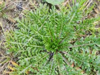 Capsella bursa-pastoris 4, Herderstasje, Saxifraga-Rutger Barendse