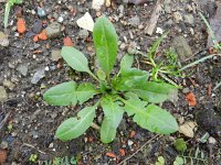 Capsella bursa-pastoris 5, Herderstasje, Saxifraga-Rutger Barendse