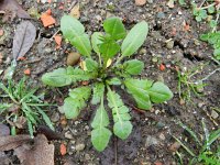 Capsella bursa-pastoris 6, Herderstasje, Saxifraga-Rutger Barendse