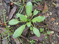 Capsella bursa-pastoris 7, Herderstasje, Saxifraga-Rutger Barendse