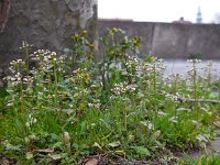 Capsella bursa-pastoris 8, Herderstasje, Saxifraga-Ed Stikvoort