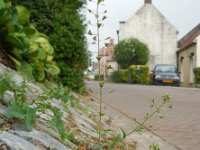 Capsella bursa-pastoris 9, Herderstasje, Saxifraga-Ed Stikvoort