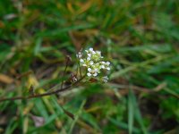 Capsella rubella 10, Rood herderstasje, Saxifraga-Ed Stikvoort