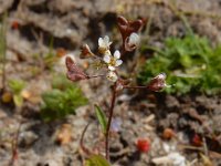 Capsella rubella 11, Rood herderstasje, Saxifraga-Ed Stikvoort