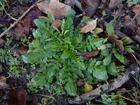 Capsella rubella 12, Rood herderstasje, Saxifraga-Ed Stikvoort