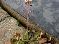 Capsella rubella 17, Rood herderstasje, Saxifraga-Ed Stikvoort