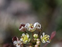 Capsella rubella 5, Rood herderstasje, Saxifraga-Rutger Barendse