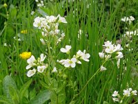 Cardamine amara 31, Bittere veldkers, Saxifraga-Hans Grotenhuis