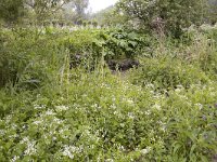 Cardamine amara 1, Bittere veldkers, Saxifraga-Roel Meijer