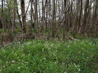 Cardamine amara 22, Bittere veldkers, Saxifraga-Hans Boll