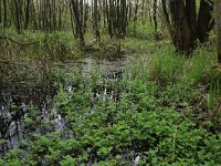 Cardamine amara 26, Bittere veldkers, Saxifraga-Hans Boll