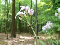 Cardamine bulbifera 20, Bolletjeskers, Saxifraga-Hans Grotenhuis