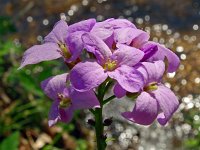 Cardamine bulbifera 26, Bolletjeskers, Saxifraga-Hans Grotenhuis