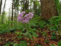 Cardamine bulbifera 28, Bolletjeskers, Saxifraga-Hans Grotenhuis