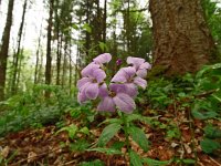 Cardamine bulbifera 30, Bolletjeskers, Saxifraga-Hans Grotenhuis