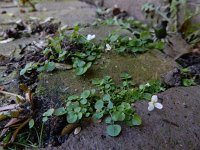 Cardamine corymbosa 10, Nieuw-Zeelandse veldkers, Saxifraga-Ed Stikvoort