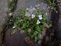 Cardamine corymbosa 11, Nieuw-Zeelandse veldkers, Saxifraga-Ed Stikvoort