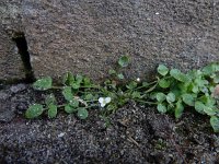 Cardamine corymbosa 14, Nieuw-Zeelandse veldkers, Saxifraga-Ed Stikvoort