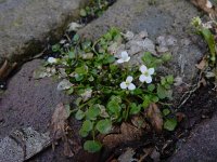 Cardamine corymbosa 15, Nieuw-Zeelandse veldkers, Saxifraga-Ed Stikvoort