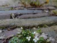 Cardamine corymbosa 9, Nieuw-Zeelandse veldkers, Saxifraga-Ed Stikvoort