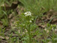 Cardamine flexuosa 1, Bosveldkers, Saxifraga-Jan van der Straaten