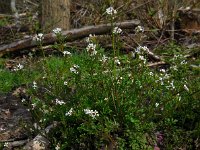 Cardamine flexuosa 10, Bosveldkers, Saxifraga-Ed Stikvoort