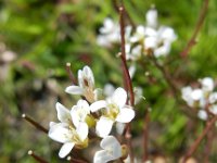 Cardamine flexuosa 10, Bosveldkers, Saxifraga-Rutger Barendse